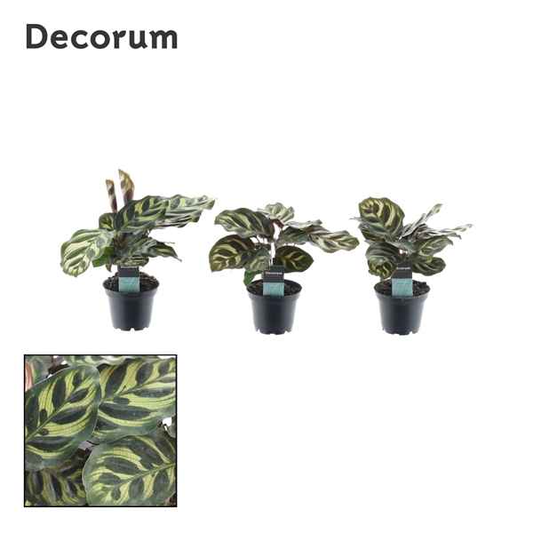 Горшечные цветы и растения оптом Calathea Makoyana (decorum) от 16шт из Голландии с доставкой по России