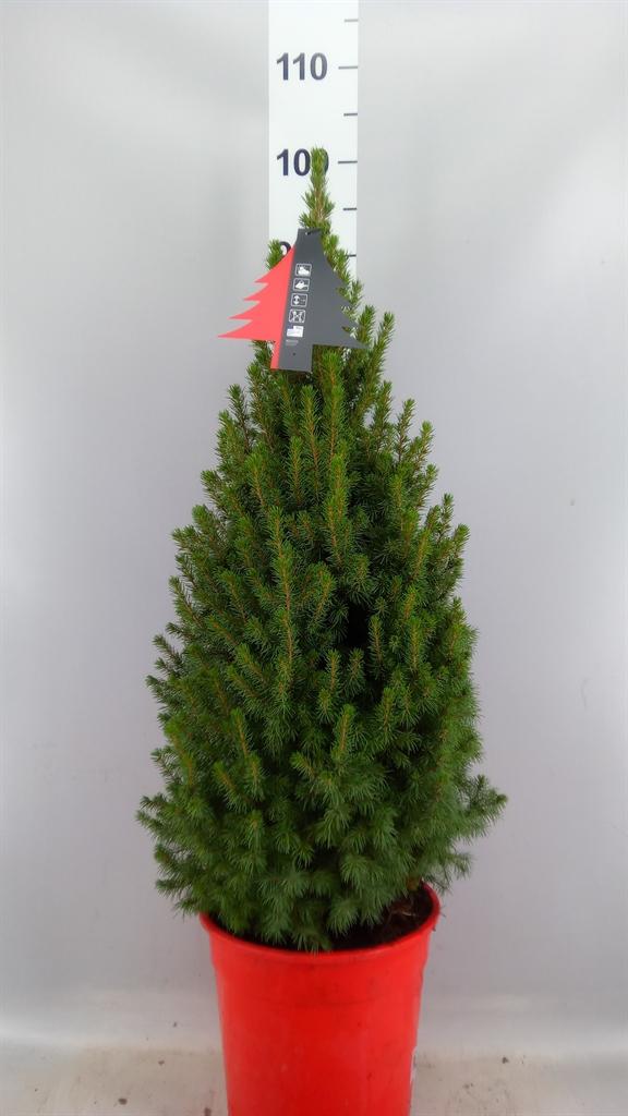 Горшечные цветы и растения оптом Picea Glauca perfecta от 1шт из Голландии с доставкой по России