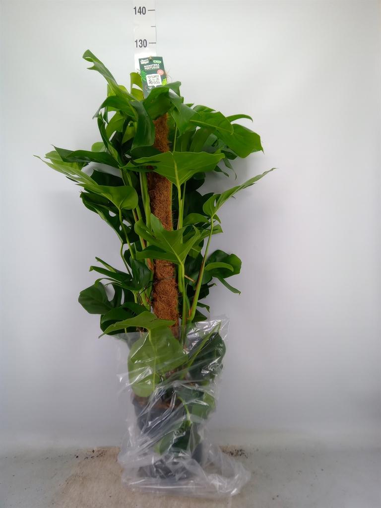 Горшечные цветы и растения оптом Monstera Pertusum от 1шт из Голландии с доставкой по России