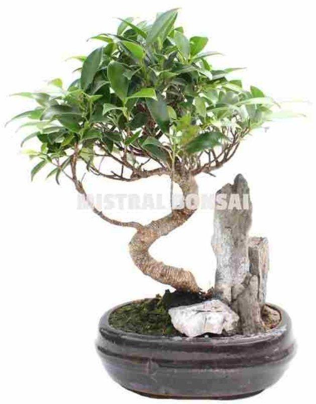 Горшечные цветы и растения оптом Bonsai Gem от 4шт из Голландии с доставкой по России
