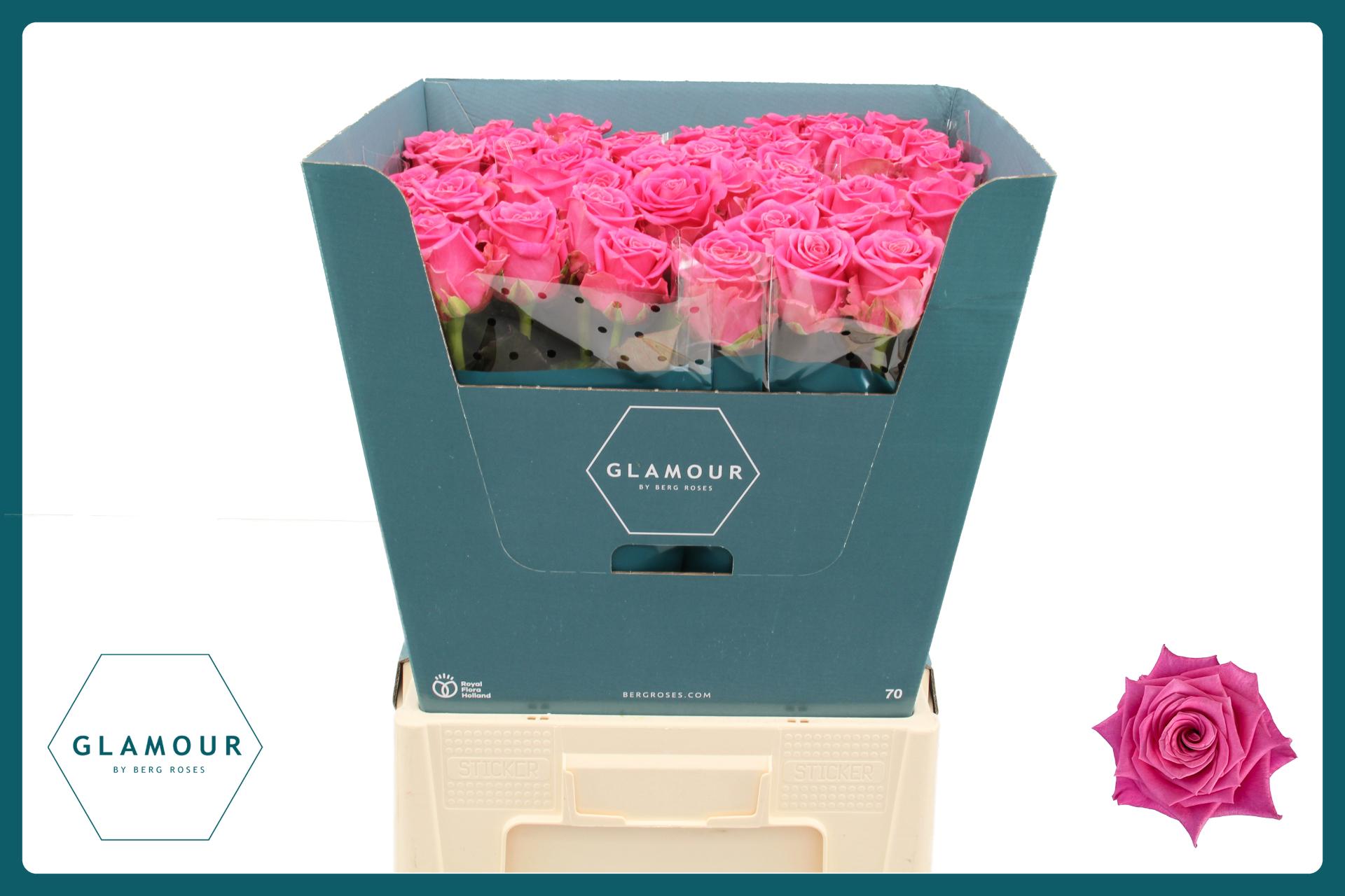 Срезанные цветы оптом Rosa large charlotte от 50шт из Голландии с доставкой по России