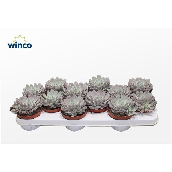 Горшечные цветы и растения оптом Echeveria Rosea от 12шт из Голландии с доставкой по России