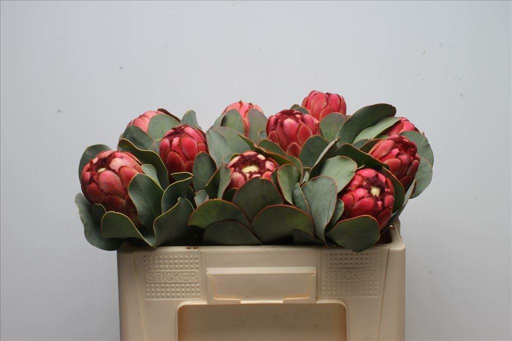 Срезанные цветы оптом Protea grandiceps A от 8шт из Голландии с доставкой по России