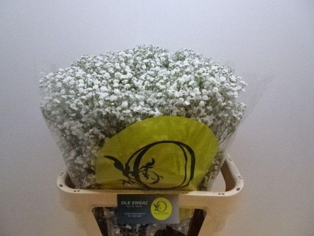 Срезанные цветы оптом Gyps xlence от 50шт из Голландии с доставкой по России