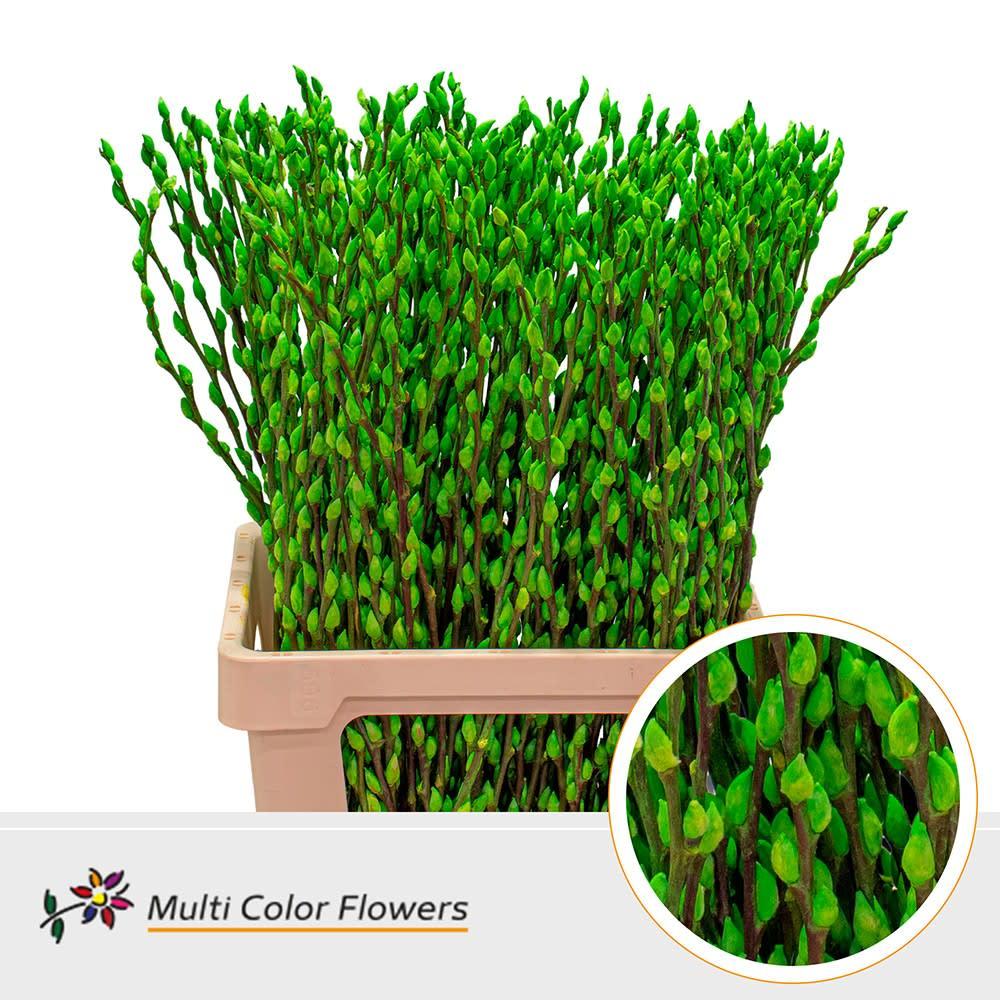 Срезанные цветы оптом Salix paint pussy willow applegreen A от 200шт из Голландии с доставкой по России