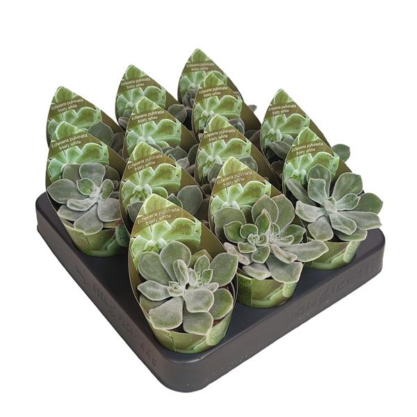 Горшечные цветы и растения оптом Echeveria Pulvinata Frosty White Potcover от 12шт (для телеги) из Голландии с доставкой по России