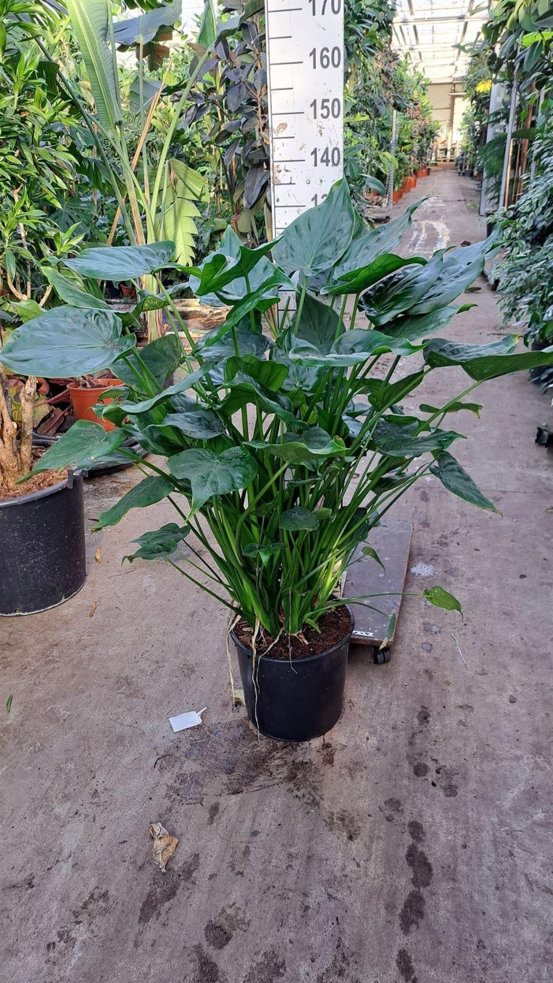 Горшечные цветы и растения оптом Alocasia Cucullata от 1шт (для телеги) из Голландии с доставкой по России
