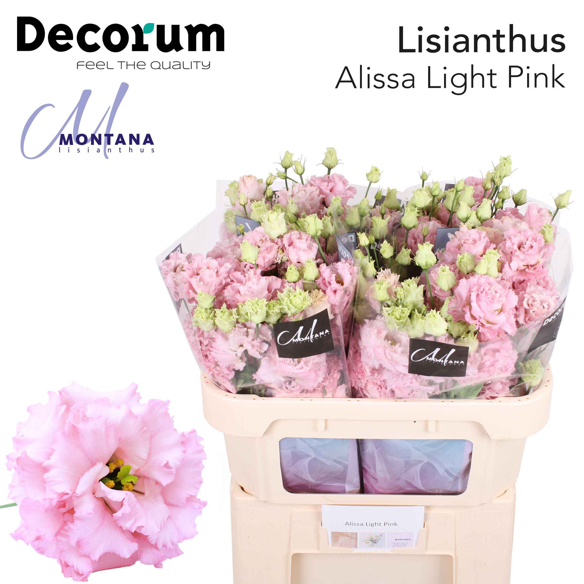 Срезанные цветы оптом Lisianthus do alissa light pink от 60шт. из Голландии с доставкой по России
