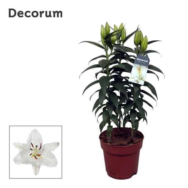 Горшечные цветы и растения оптом Lilium Or Oxygen 3pp (decorum) от 6шт из Голландии с доставкой по России