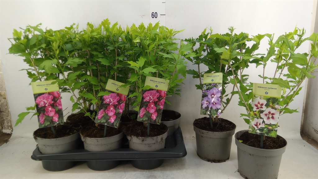 Горшечные цветы и растения оптом Hibiscus Syriacus от 6шт из Голландии с доставкой по России