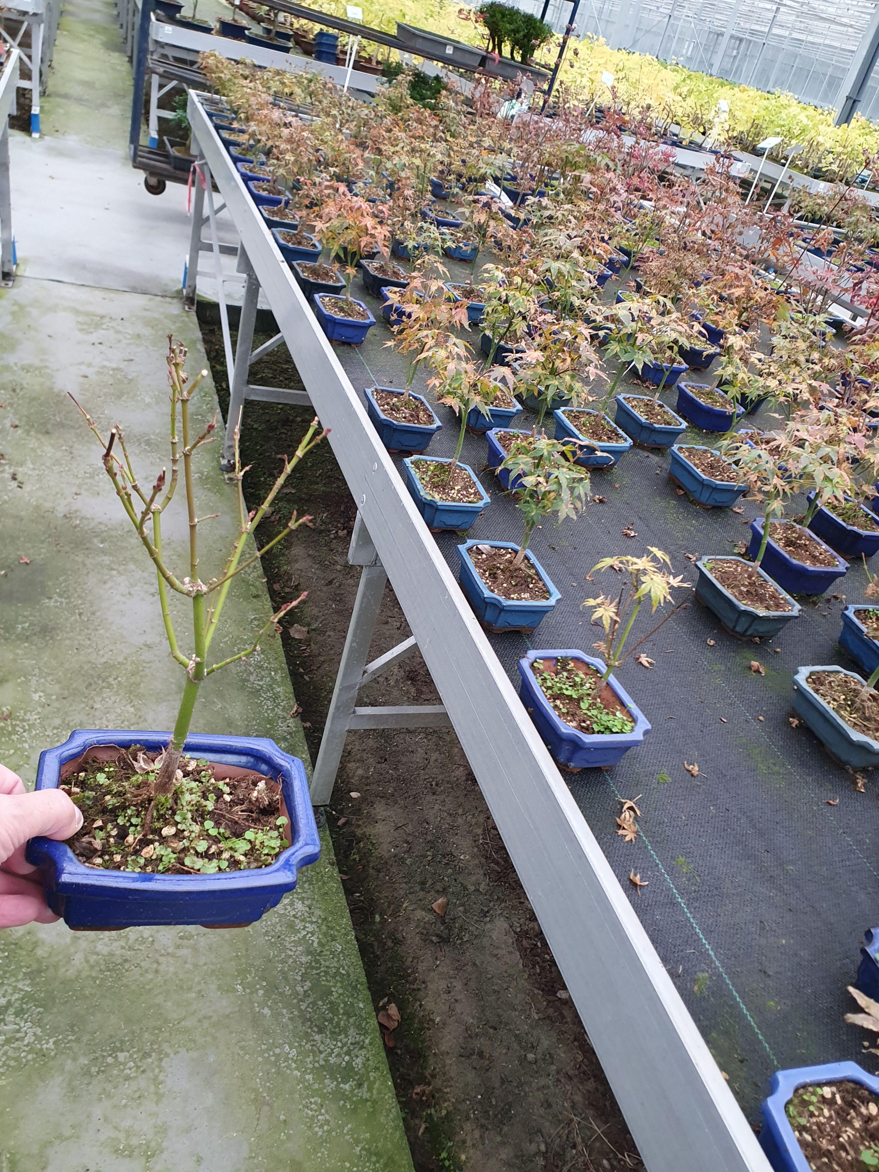Горшечные цветы и растения оптом Bonsai Acer Palmatum Little Princess от 8шт из Голландии с доставкой по России