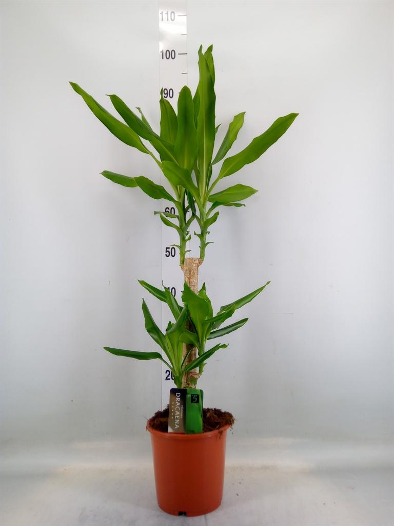 Горшечные цветы и растения оптом Drac Steudneri 40-20 от 6шт из Голландии с доставкой по России