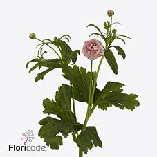 Срезанные цветы оптом Ranunculus butterfly hera от 40шт из Голландии с доставкой по России