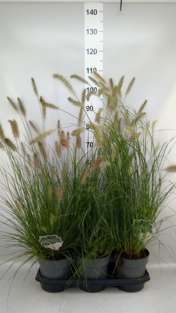 Горшечные цветы и растения оптом Pennisetum Alopec. hameln от 3шт из Голландии с доставкой по России