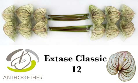 Срезанные цветы оптом Anthurium extase (classic) от 12шт. из Голландии с доставкой по России