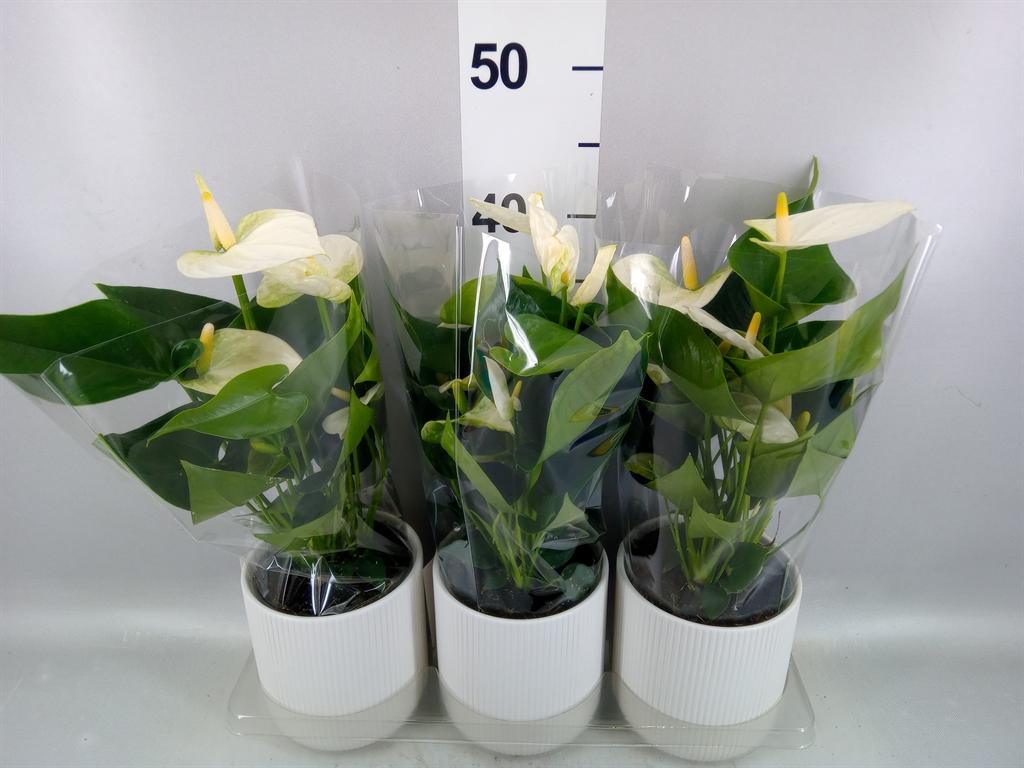 Горшечные цветы и растения оптом Anthurium karma White от 3шт из Голландии с доставкой по России