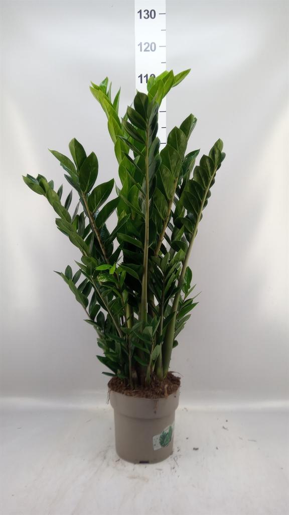 Горшечные цветы и растения оптом Zamioculcas Zamiifolia A от 1шт из Голландии с доставкой по России