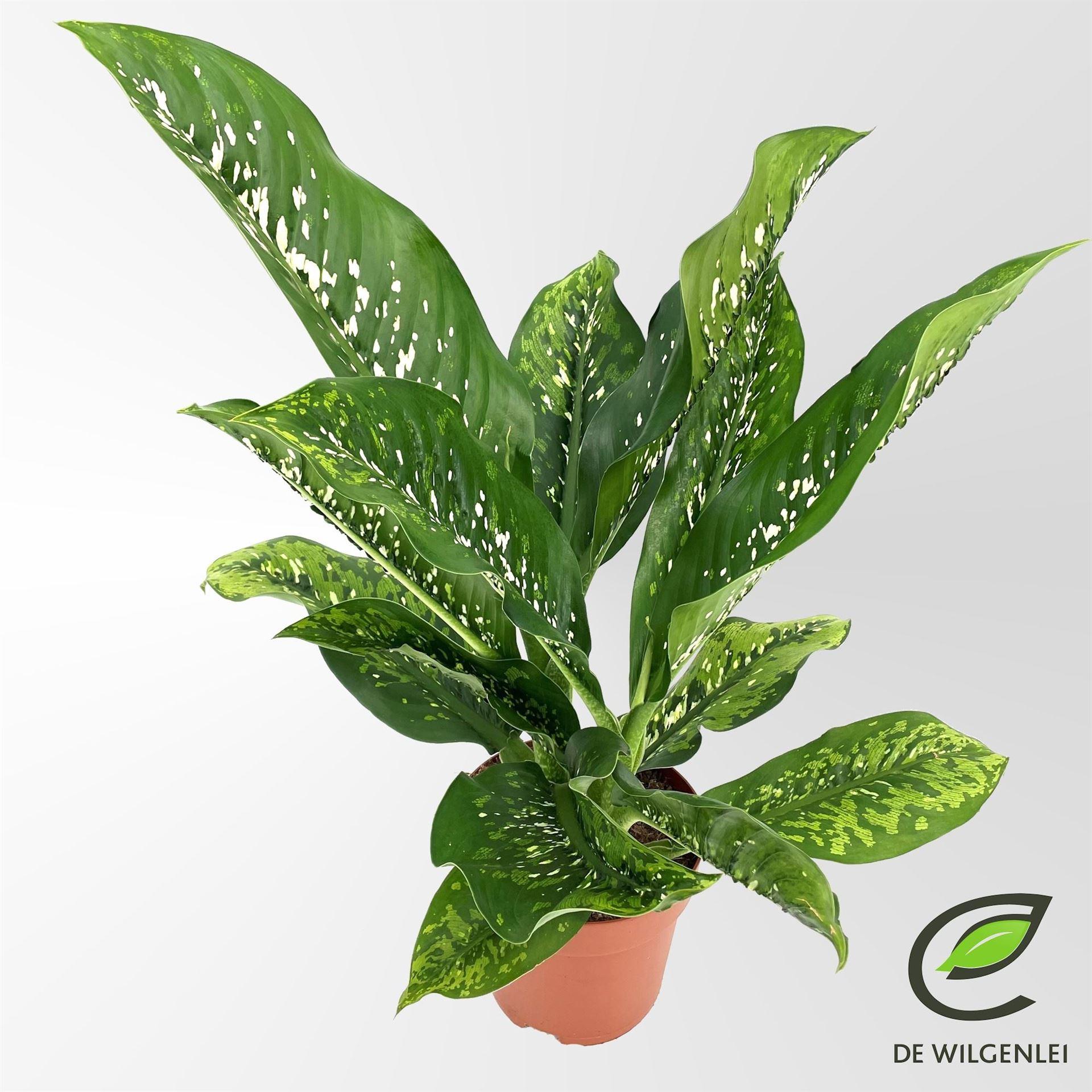Горшечные цветы и растения оптом Dieffenbachia Seg. caiman от 1шт из Голландии с доставкой по России