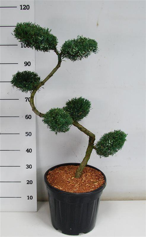 Горшечные цветы и растения оптом Juniperus Virg Grey Owl от 1шт из Голландии с доставкой по России