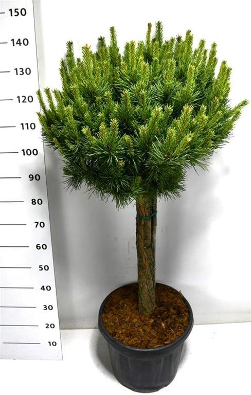 Горшечные цветы и растения оптом Pinus Sylvestris watereri Nana от 1шт из Голландии с доставкой по России