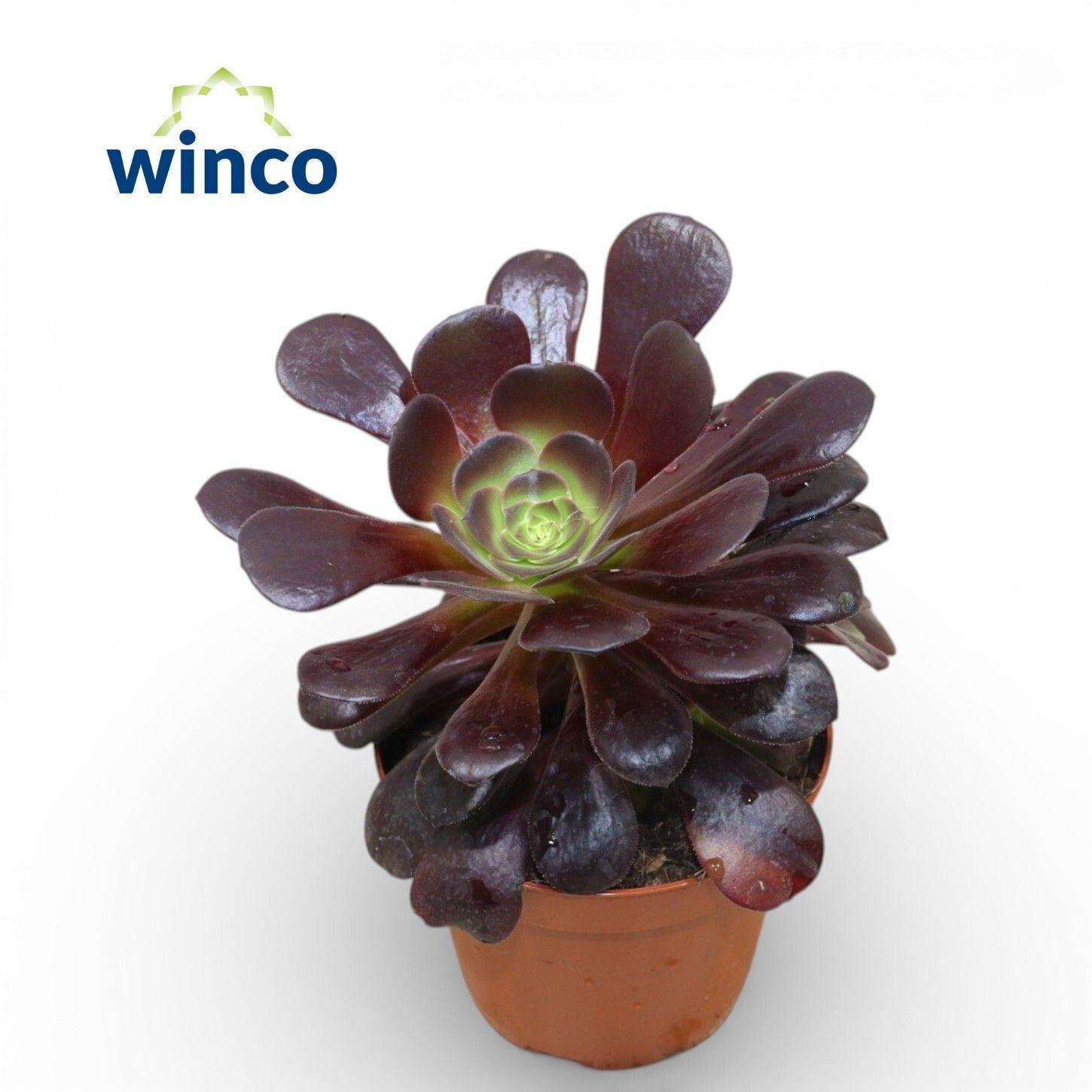 Горшечные цветы и растения оптом Aeonium Ab Velours от 9шт из Голландии с доставкой по России