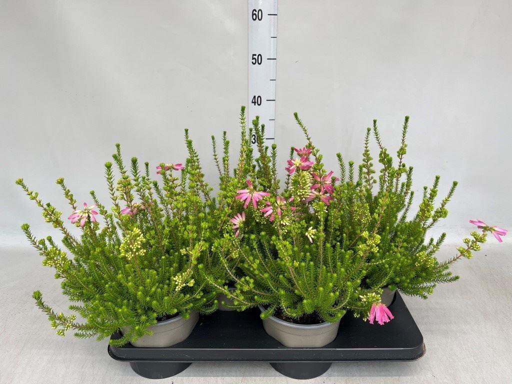 Горшечные цветы и растения оптом Erica Verticillata от 4шт из Голландии с доставкой по России