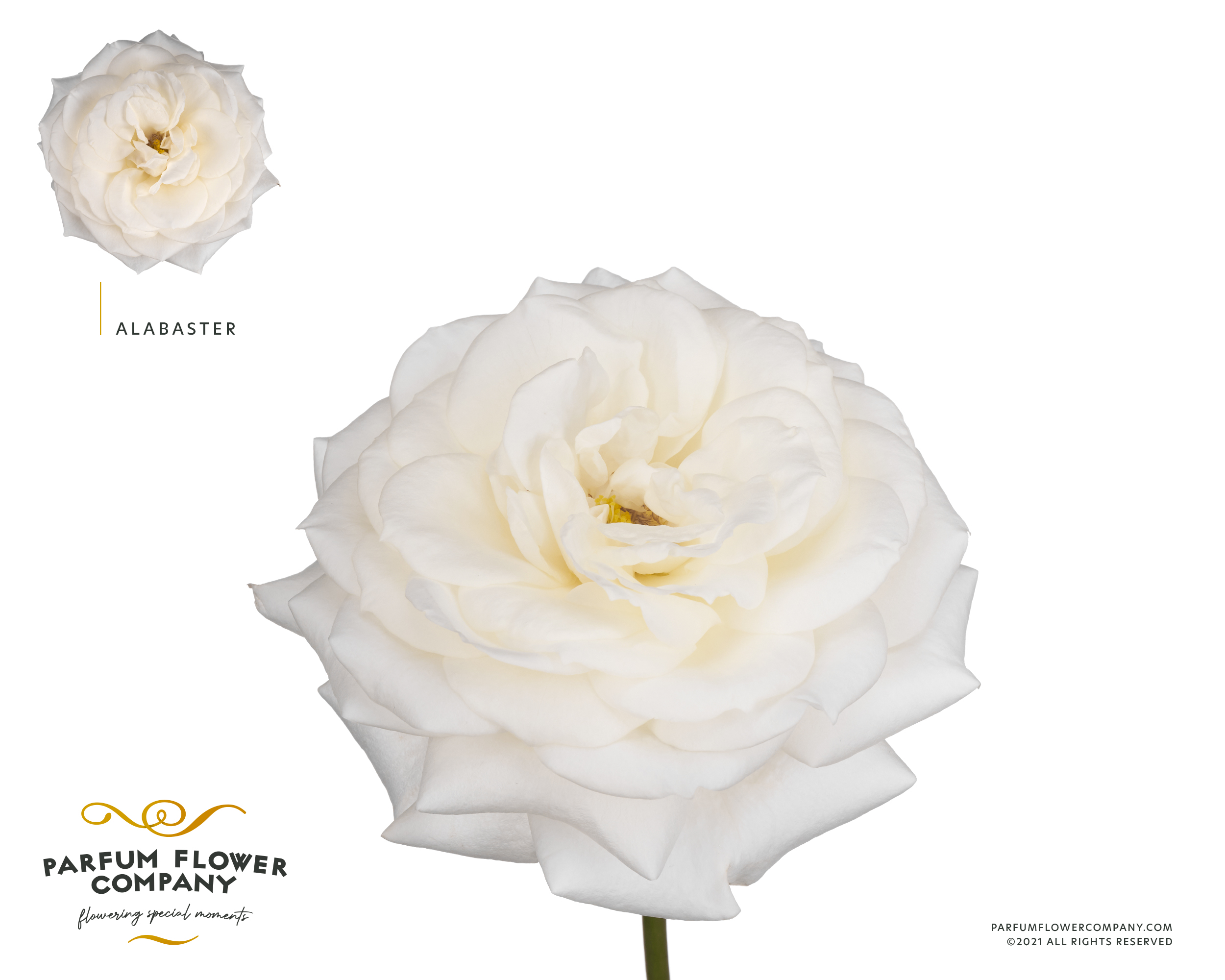 Срезанные цветы оптом Rosa garden alabaster от 24шт из Голландии с доставкой по России