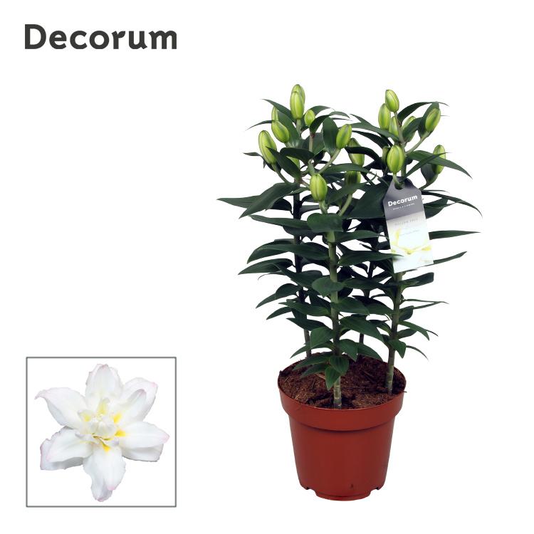 Горшечные цветы и растения оптом Lilium Or Double New Orleans 5pp (decorum) от 5шт из Голландии с доставкой по России