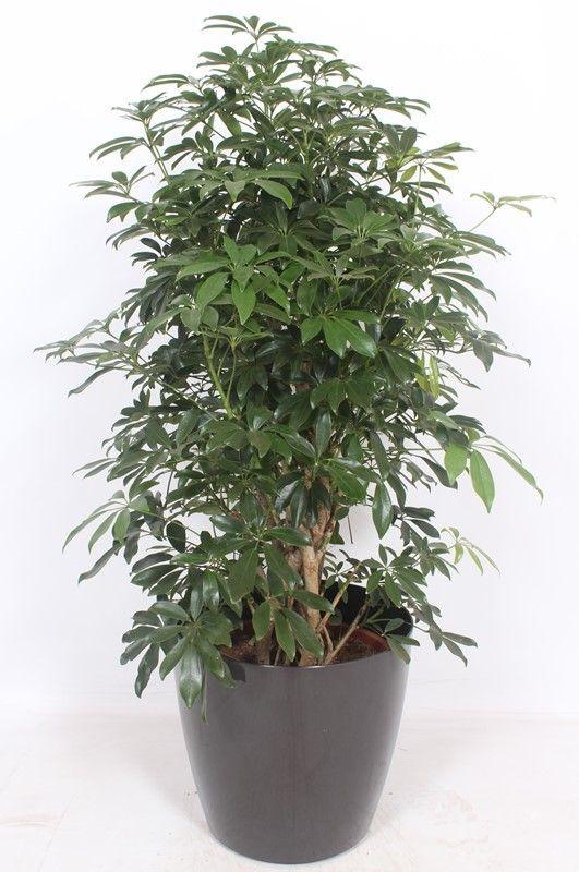 Горшечные цветы и растения оптом Schefflera Compacta In San Remo Antrac от 1шт из Голландии с доставкой по России