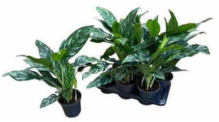 Горшечные цветы и растения оптом Aglao Green Splash от 6шт из Голландии с доставкой по России