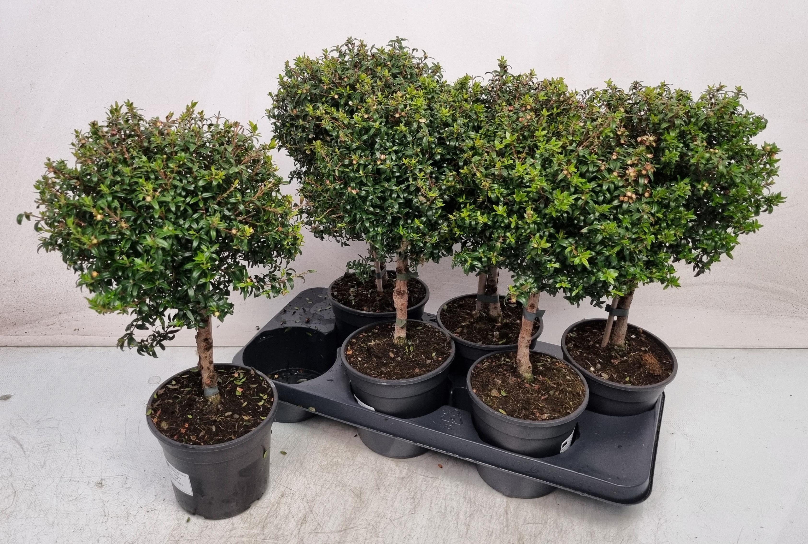 Горшечные цветы и растения оптом Myrtus Com от 6шт из Голландии с доставкой по России