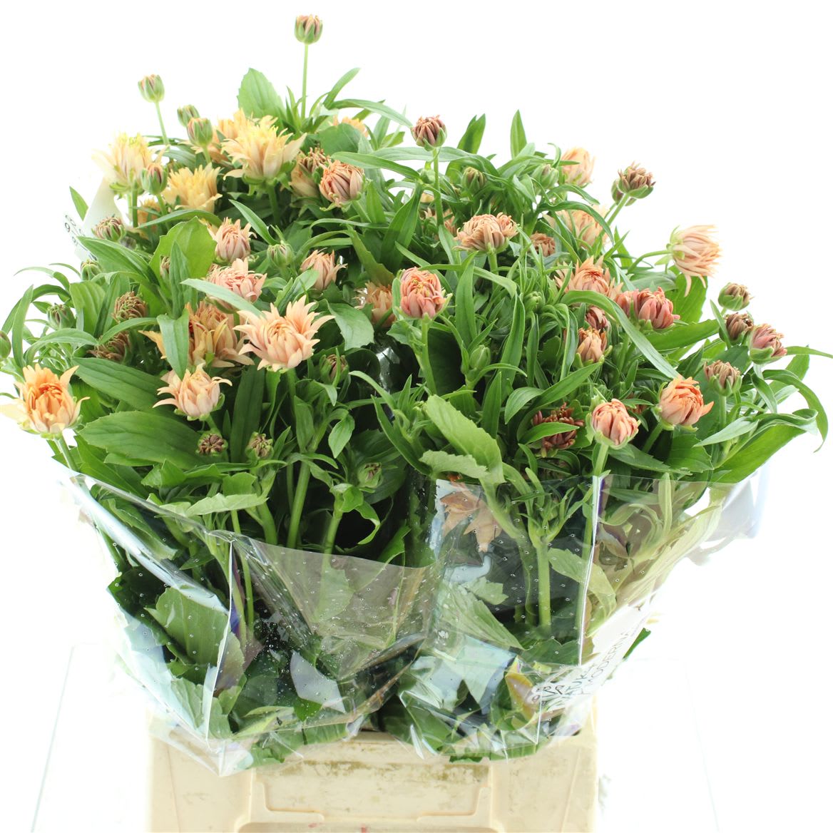 Срезанные цветы оптом Ranunculus natura moderna cosmo от 40шт из Голландии с доставкой по России