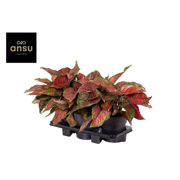 Горшечные цветы и растения оптом Aglaonema Coral Red от 3шт из Голландии с доставкой по России