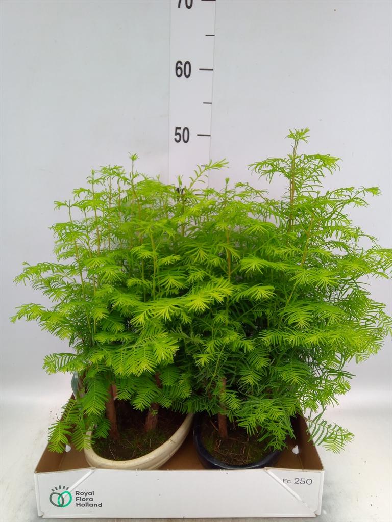 Горшечные цветы и растения оптом Bonsai   ... от 2шт из Голландии с доставкой по России
