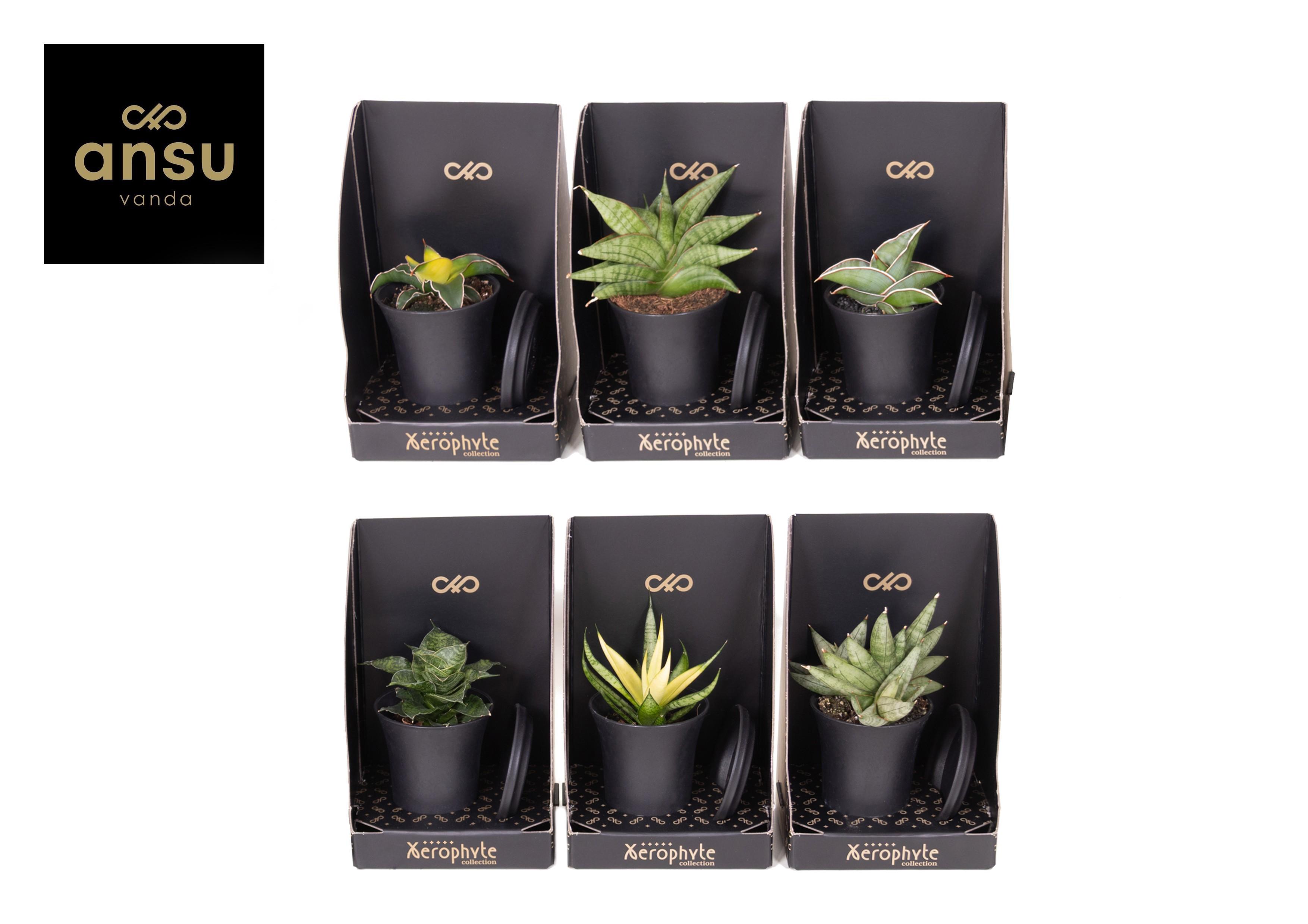 Горшечные цветы и растения оптом Xerophyte Collection - Sansevieria Mix от 6шт (для телеги) из Голландии с доставкой по России