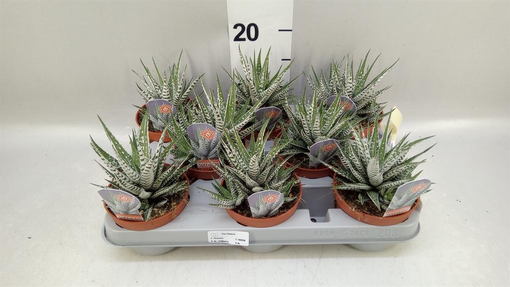 Горшечные цветы и растения оптом Haworthia Fasciata alba от 8шт из Голландии с доставкой по России