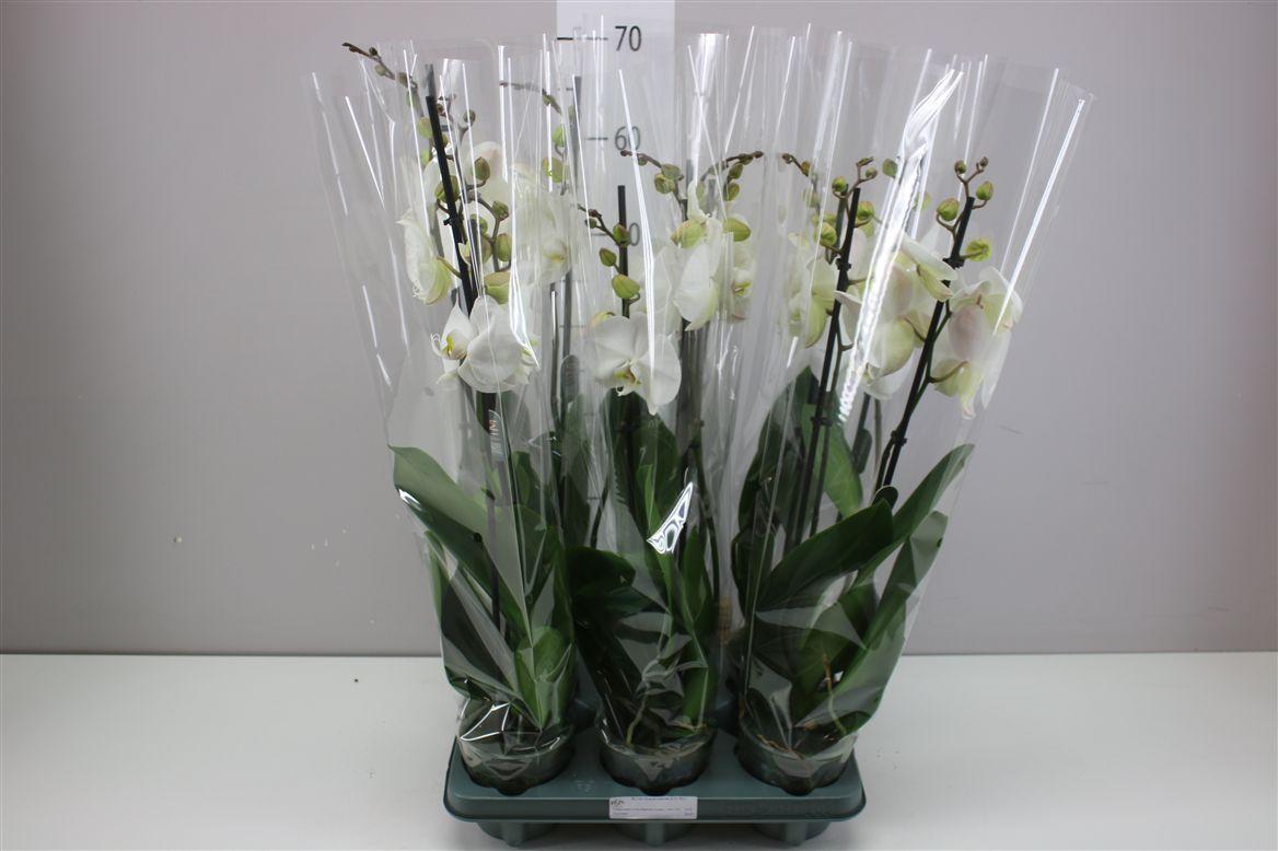 Горшечные цветы и растения оптом Phal Cambridge 2 Tak от 6шт из Голландии с доставкой по России