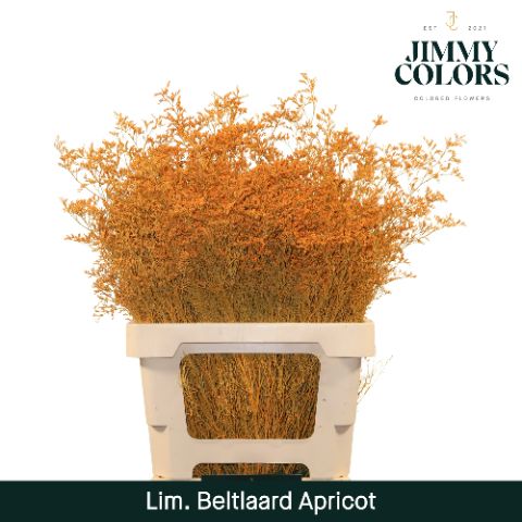 Срезанные цветы оптом Limonium beltlaard paint apricot от 25шт из Голландии с доставкой по России