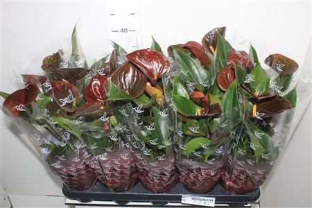 Горшечные цветы и растения оптом Anth An Chocolate 5+ от 10шт из Голландии с доставкой по России