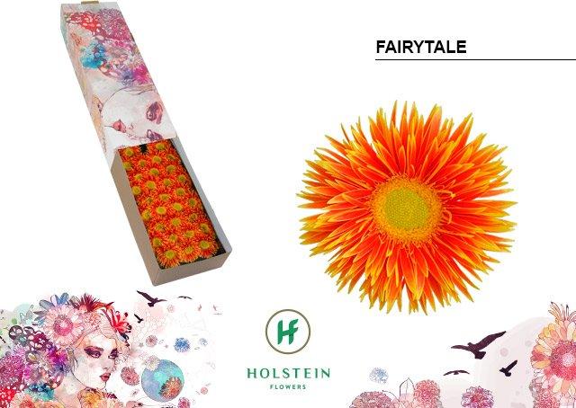 Срезанные цветы оптом Germini gerspider fairytale от 60шт из Голландии с доставкой по России