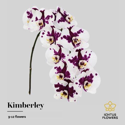 Срезанные цветы оптом Phalaenopsis kimberley (per stem) от 4шт. из Голландии с доставкой по России