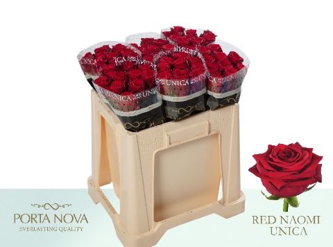 Срезанные цветы оптом Rosa large red naomi! Unica Porta Nova от 60шт. из Голландии с доставкой по России