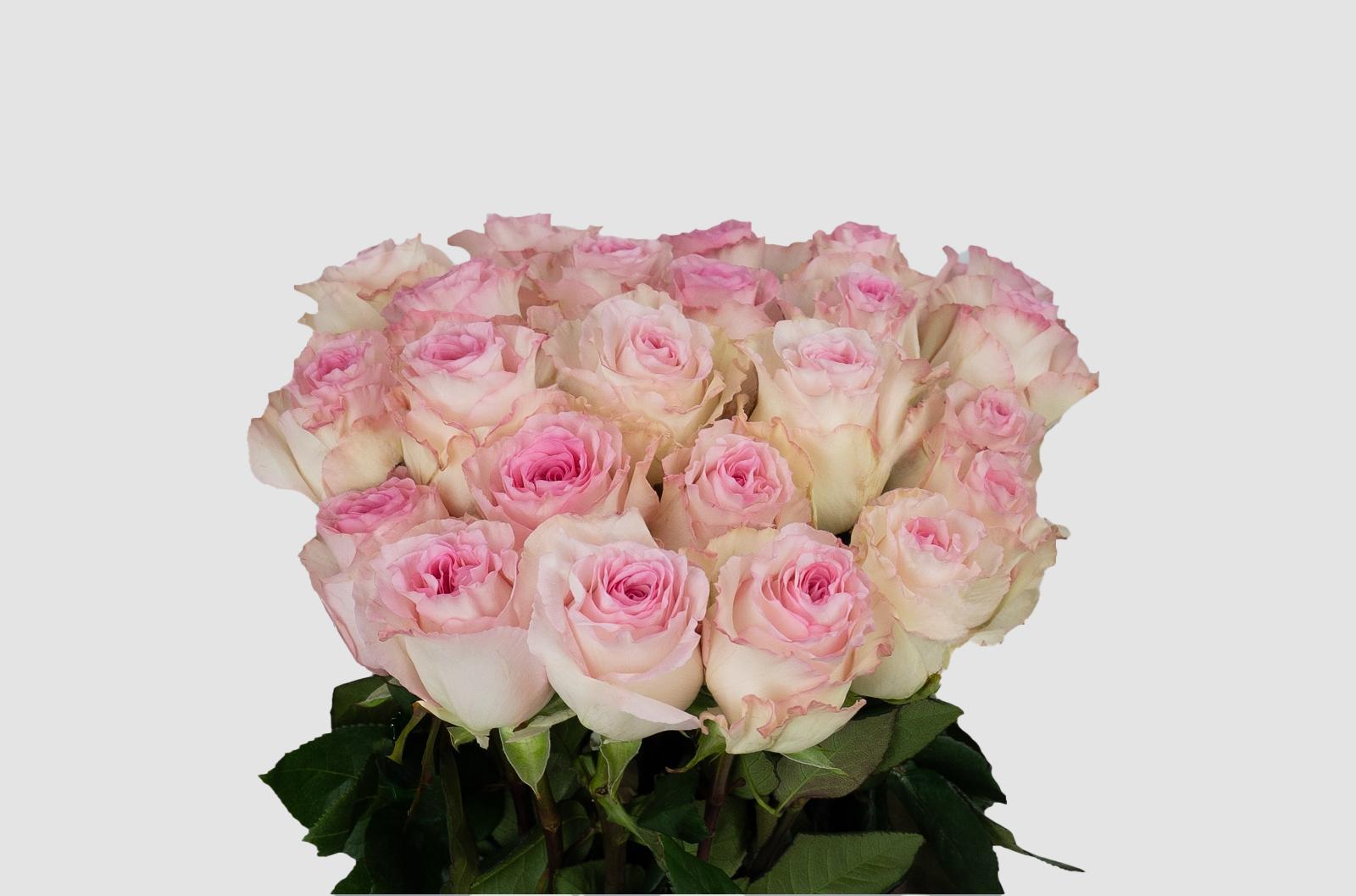 Срезанные цветы оптом Rosa ec mandala от 125шт из Голландии с доставкой по России