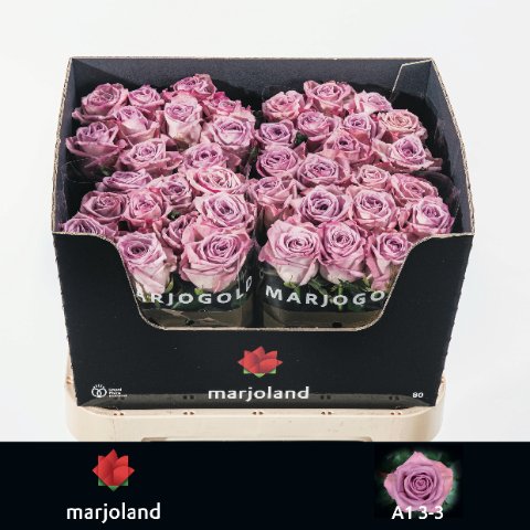 Срезанные цветы оптом Rosa large nayeli! от 50шт из Голландии с доставкой по России