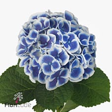 Срезанные цветы оптом Hydrangea beau dali от 10шт из Голландии с доставкой по России