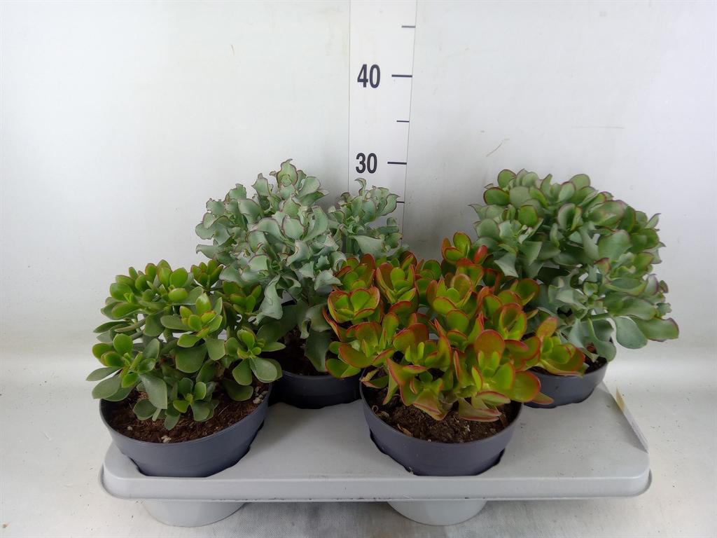 Горшечные цветы и растения оптом Crassula   ...mix от 4шт из Голландии с доставкой по России