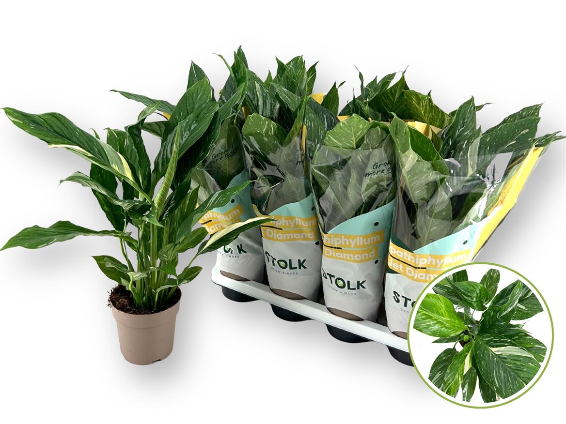 Горшечные цветы и растения оптом Spath Diamond Variegata No Flower от 8шт из Голландии с доставкой по России