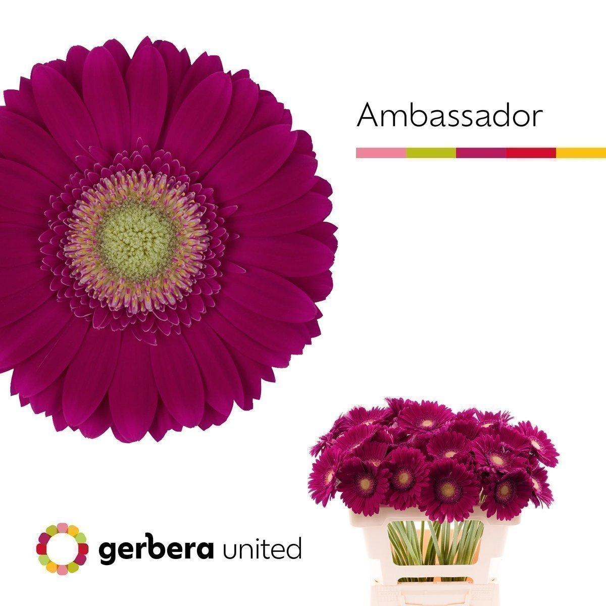 Срезанные цветы оптом Gerbera ambassador от 50шт. из Голландии с доставкой по России