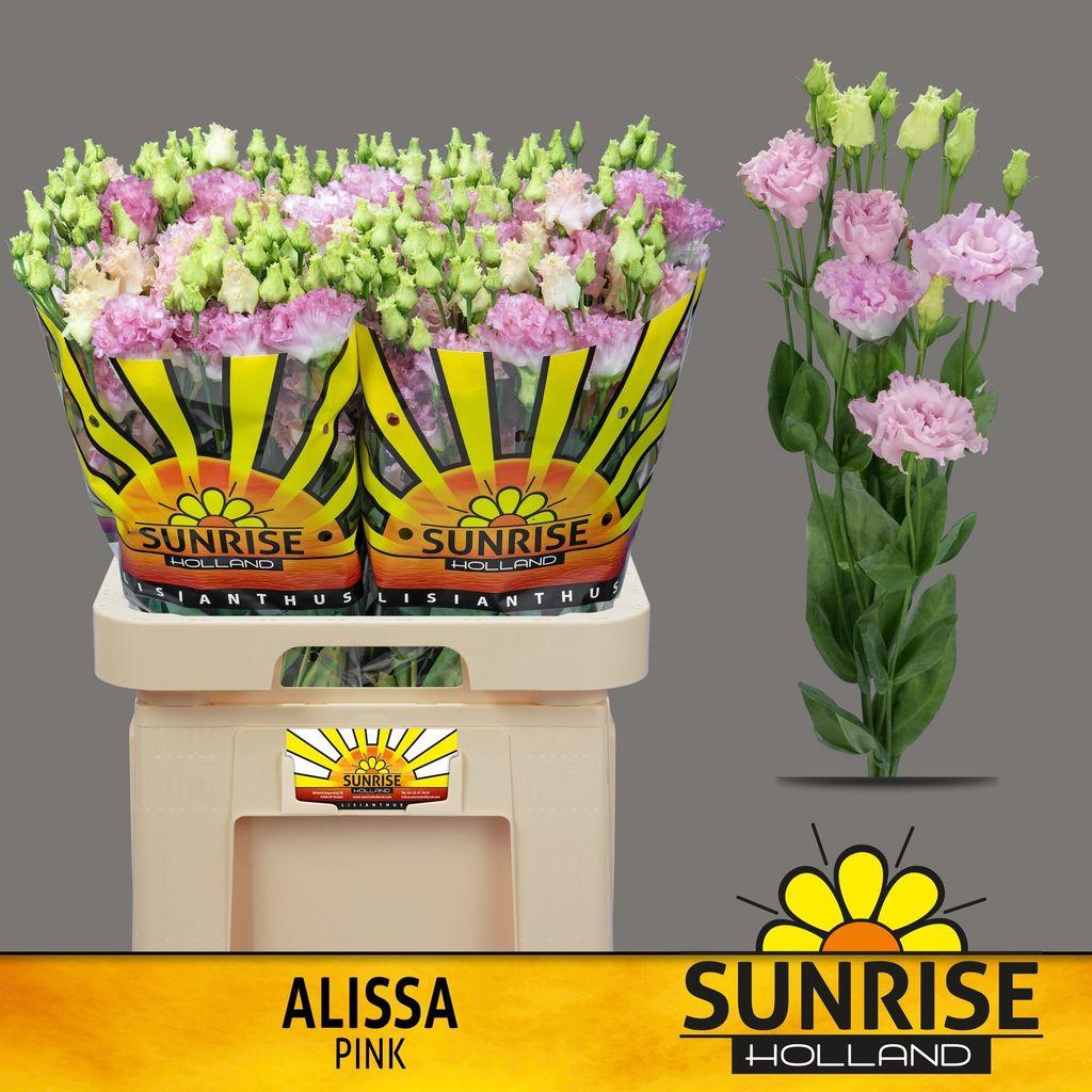 Срезанные цветы оптом Lisianthus do alissa pink от 40шт. из Голландии с доставкой по России