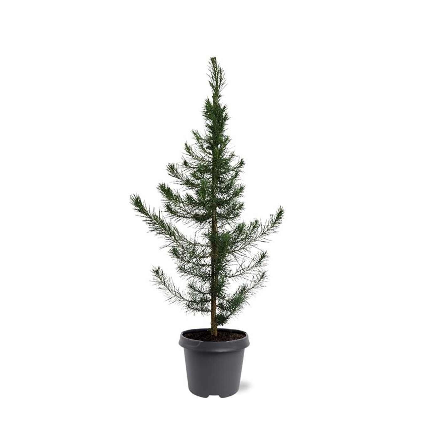 Горшечные цветы и растения оптом Pinus Halepensis от 1шт из Голландии с доставкой по России